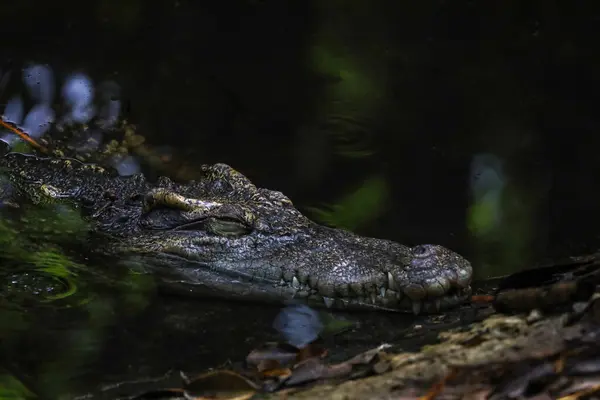 stock image Close up salt crocodile is show head in river