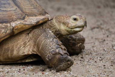 Tayland 'daki bahçede Sulcata kaplumbağasının başını kapat.