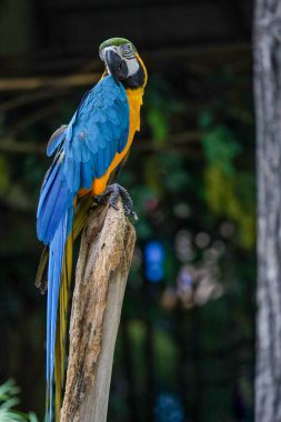 Bahçedeki mavi papağan kuşunun kafasını kapat.