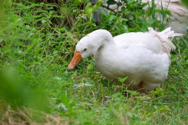 Yaklaş Beyaz Kaz Tayland 'daki yeşil doğa bahçesinde ot yiyor. 