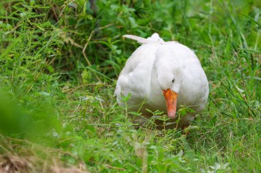 Close up White goose is eatting grass in green nature garden at thailand clipart