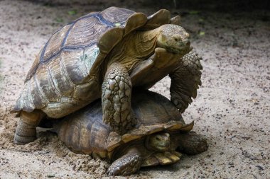 Tayland 'daki bahçede Sulcata kaplumbağasının başını kapat.