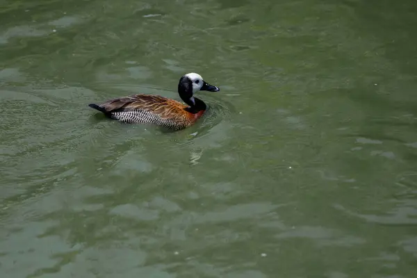 stock image The White-faced Whistling Duck is swimming in the river