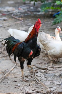 Bahçedeki doğa çiftliğinde dövüşen horoz