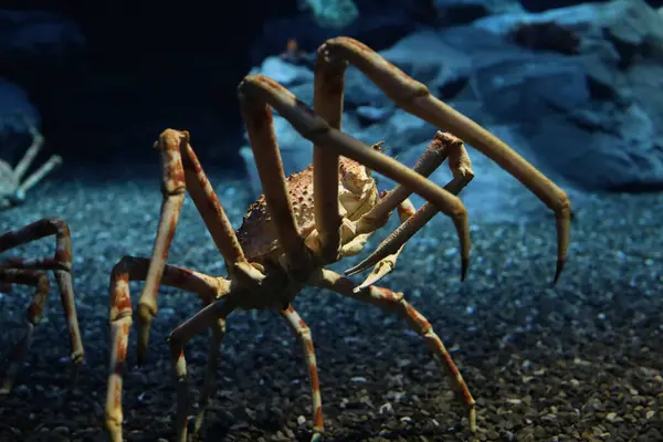 stock image The japan spider king crab or alaska king crab at kaiyukan aquarium , Osaka ,Japan