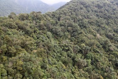 Tayvan 'daki ulusal parktaki orman ve dağ manzarası