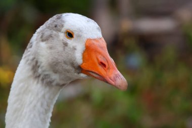 Başını kapat Bahçedeki beyaz kaz