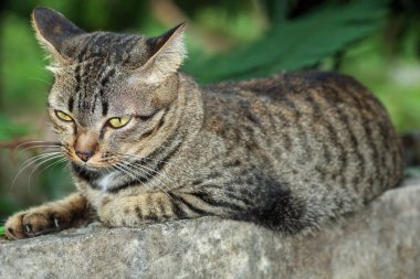 Kapatın kafanızı, gri kedi duvarda dinleniyor.