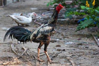 The fighting cock in garden nature farm clipart