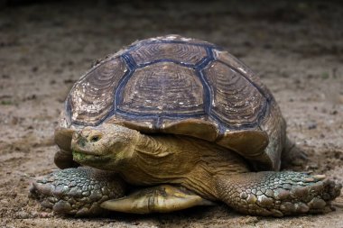 Tayland 'daki bahçede Sulcata kaplumbağasının başını kapat.