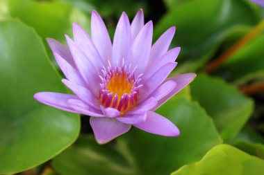 close up lotus flower yellow and purple color is so beautiful clipart