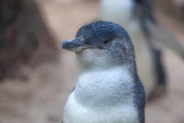 Peri pengueni ya da mavi penguen çok şirin ve yerel bir hayvandır.