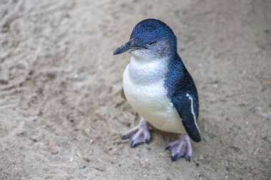 Peri pengueni ya da mavi penguen çok şirin ve yerel bir hayvandır.