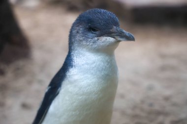 Peri pengueni ya da mavi penguen çok şirin ve yerel bir hayvandır.