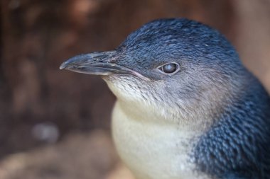 Peri pengueni ya da mavi penguen çok şirin ve yerel bir hayvandır.