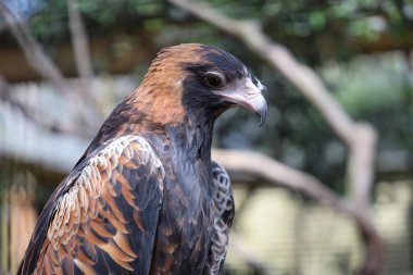 Siyah göğüslü akbaba Avustralya 'da doğada bir yırtıcıdır.