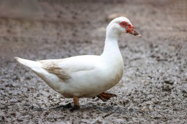 Beyaz Muscovy ördeği doğa bahçesinde kalıyor.