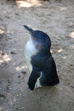 The Fairy penguin or blue penguin is so cute and local animal in phillip island,Australia clipart