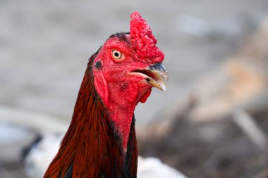 Bahçedeki doğa çiftliğinde dövüşen horoz