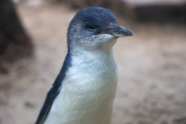 Peri pengueni ya da mavi penguen çok şirin ve yerel bir hayvandır.