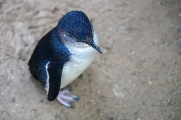 Peri pengueni ya da mavi penguen çok şirin ve yerel bir hayvandır.