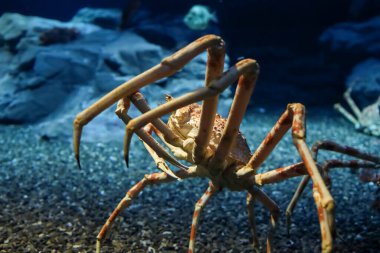 Japon örümcek kral yengeci ya da Kaiyukan akvaryumundaki alaska kral yengeci, Osaka, Japonya