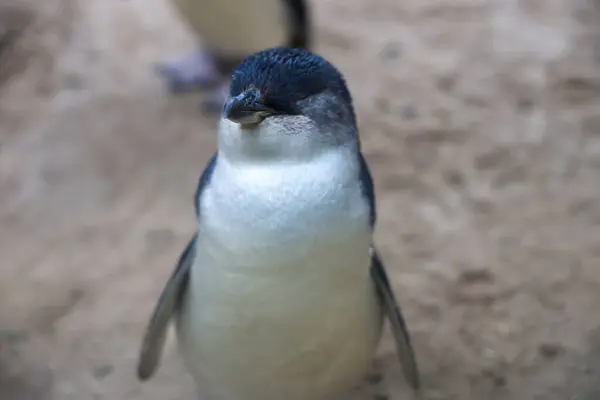 Peri pengueni ya da mavi penguen çok şirin ve yerel bir hayvandır.