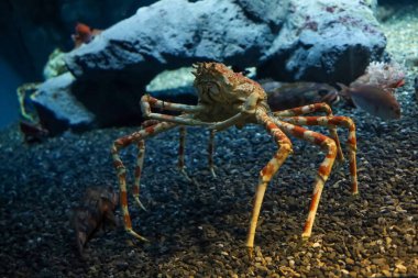 The japan spider king crab or alaska king crab at kaiyukan aquarium , Osaka ,Japan clipart