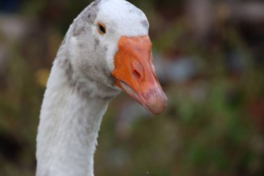 Başını kapat Bahçedeki beyaz kaz