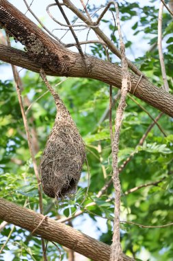 Ağaçtaki doğa bahçesinde yaprağından kuşa kadar yuva yap.