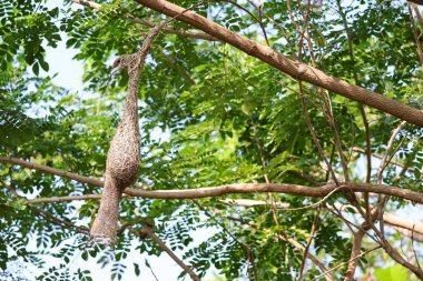 Ağaçtaki doğa bahçesinde yaprağından kuşa kadar yuva yap.