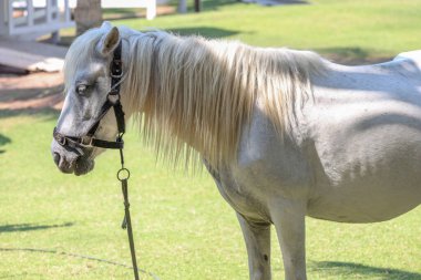 Bahçedeki beyaz atı kapat. 