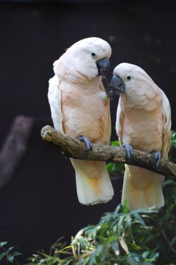 Couple moluccan cockatoo bird is love and eatting in garden