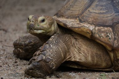 Tayland 'daki bahçede Sulcata kaplumbağasının başını kapat.