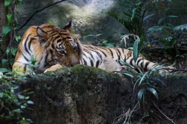 Bengal kaplanı çok güzel bir hayvandır ve ormanda tehlikelidir.