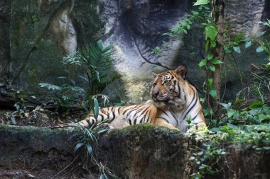 Bengal kaplanı çok güzel bir hayvandır ve ormanda tehlikelidir.
