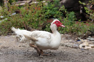 Beyaz Muscovy ördeği doğa bahçesinde kalıyor.