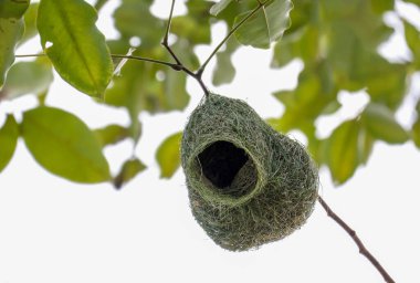 Ağaçtaki doğa bahçesinde yaprağından kuşa kadar yuva yap.