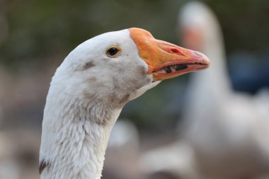 Tayland 'daki doğa çiftliği bahçesinde kazı kapat.