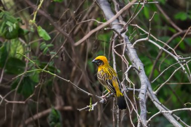 Doğadaki sarı kuş.