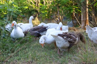 Beyaz kaz grubu bahçede yürüyor.