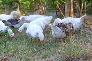 Beyaz kaz grubu bahçede yürüyor.