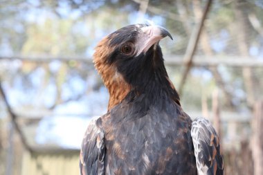 Siyah göğüslü akbaba Avustralya 'da doğada bir yırtıcıdır.