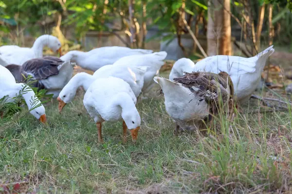 Beyaz kaz grubu bahçede yürüyor.