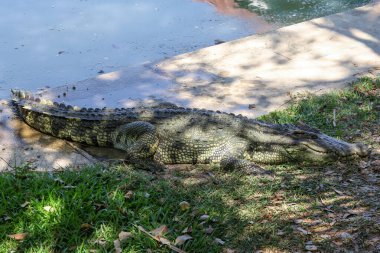 Timsah bahçede dinleniyor. 