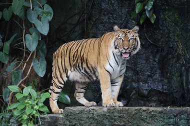 Bengal kaplanı çok güzel bir hayvandır ve ormanda tehlikelidir.