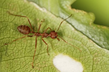 Doğa bahçesindeki yeşil yapraklı kırmızı karıncayı kapat.