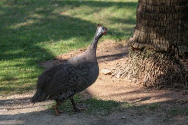 Gri kedi evini kapat otur ve Tayland 'daki bahçenin yanındaki eski duvarda uyu.