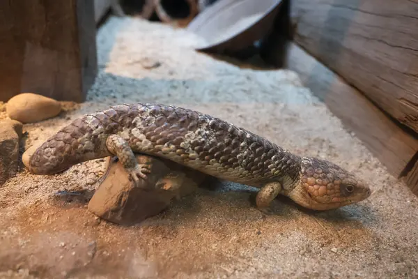 Kiremit sırtlı kertenkele Avustralya doğa bahçesinde yaşıyor. 