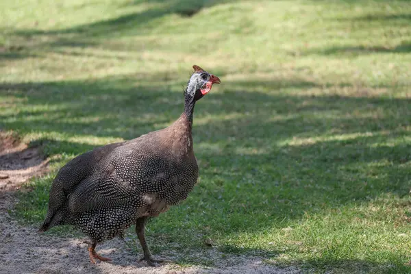 Gri kedi evini kapat otur ve Tayland 'daki bahçenin yanındaki eski duvarda uyu.